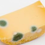 Is Cheese Mold Dangerous?