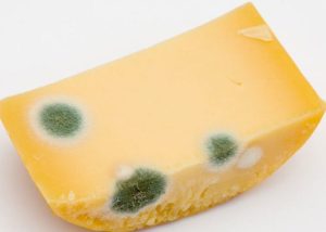 Is Cheese Mold Dangerous?